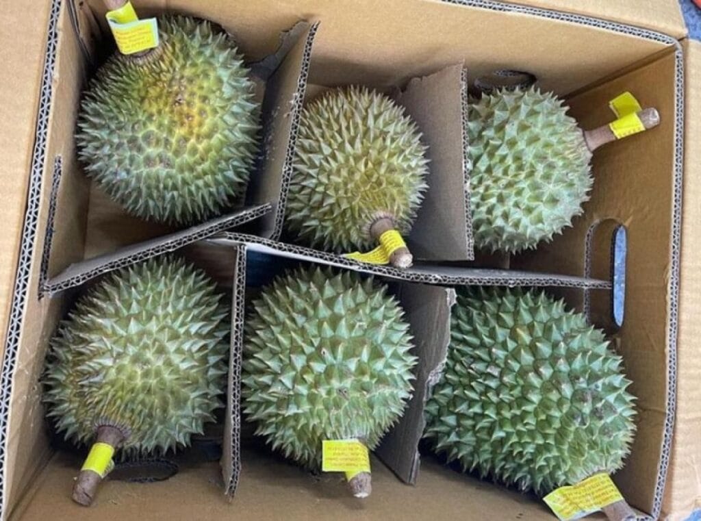 Dịch vụ hải quan sầu riêng