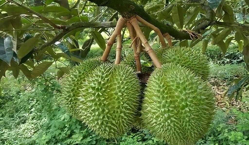 Thủ tục hải quan xuất khẩu sầu riêng trong năm 2026