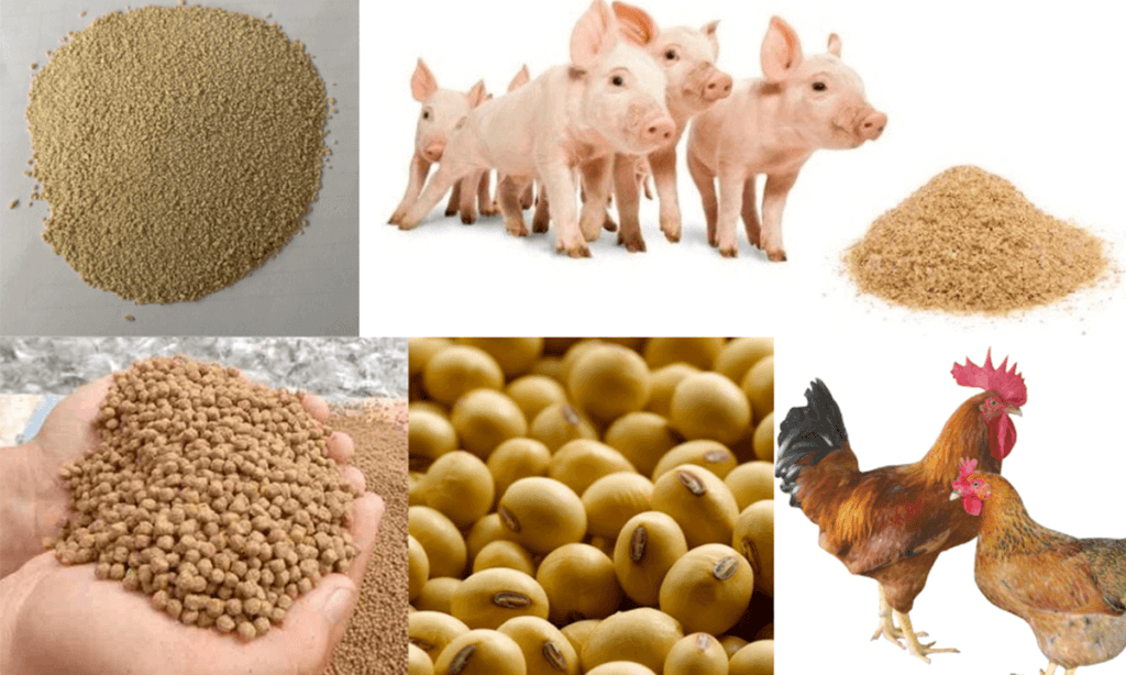 Thủ Tục Nhập Khẩu Thức Ăn Chăn Nuôi