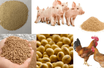 Thủ Tục Nhập Khẩu Thức Ăn Chăn Nuôi