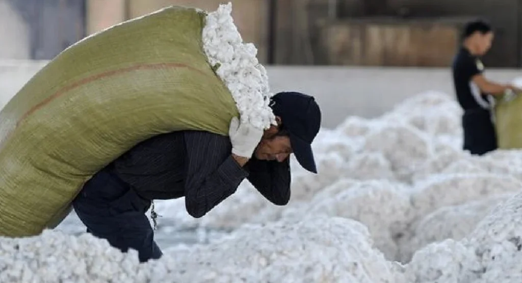 Dịch vụ khai báo hải quan nhập khẩu sợi bông tại Vận Tải Năm Sao