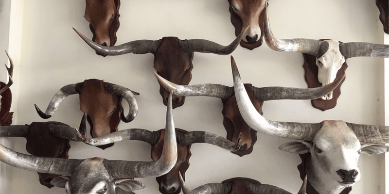 #NEWS – Dịch Vụ Khai Báo Hải Quan Sừng Bò Nhập Khẩu tại Cát Lái