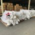 Vận Chuyển Pallet – Giải Pháp Tối Ưu Chi Phí Và Đảm Bảo An Toàn